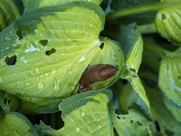 Escargot Dans Jardin Ennemi Jardinier Sont Les Escargots Les Taches — Photo