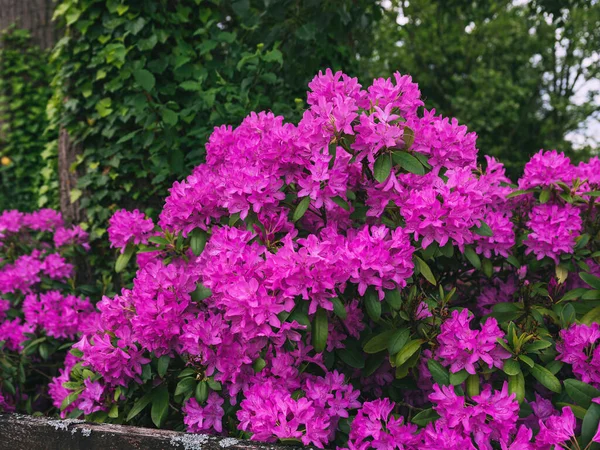 公园里美丽的大花杜鹃 Marbach Lahn — 图库照片