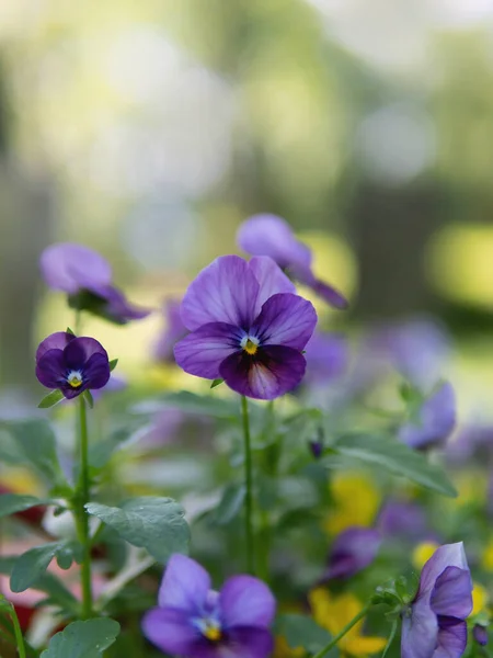 Blue Purple Pansies Garden Bokeh Background — Stock Photo, Image