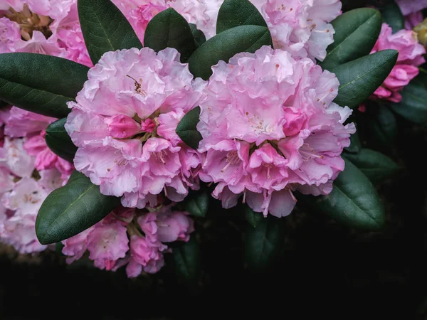 Φανταστικά Όμορφα Λουλούδια Ροδόδεντρου Ροζ Λευκό — Φωτογραφία Αρχείου