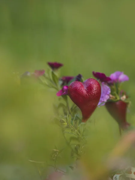 Цветы Луг Красным Сердцем — стоковое фото