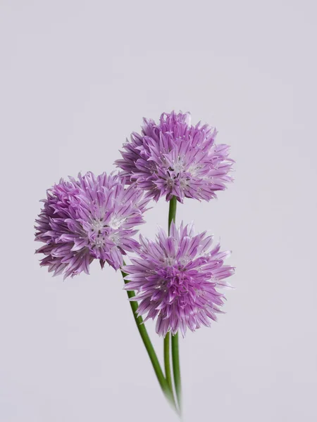 Krásná Pohled Květiny Pažitky Váza — Stock fotografie