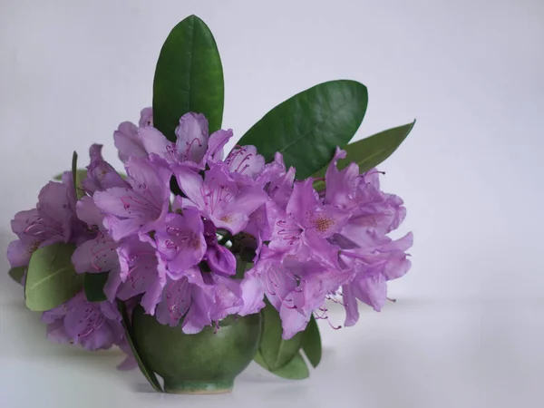 Beautiful to look at, rhododendron flowers in a small vase