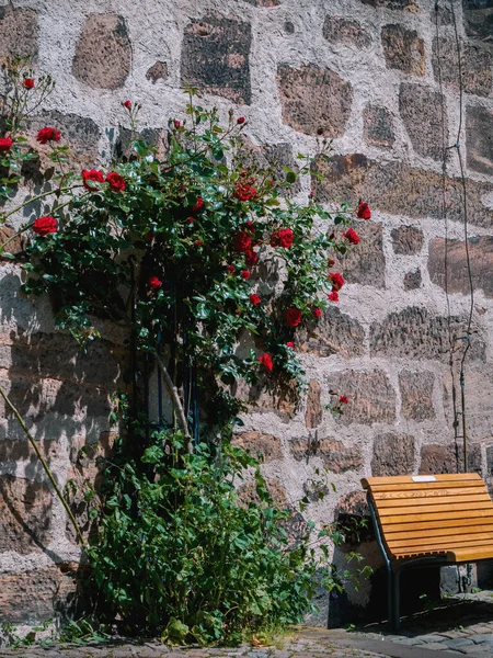 Haute Ville Marburg Der Lahn Mur Avec Roses Rouges Banc — Photo