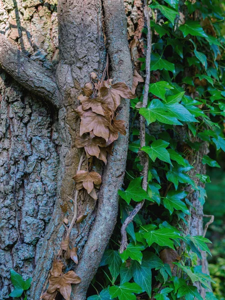 Крепкий Ствол Корнями Плюща Высохшие Листья — стоковое фото