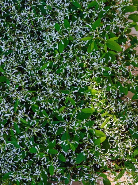 Nyár Virágzó Földelés Sok Kis Fehér Virágok — Stock Fotó