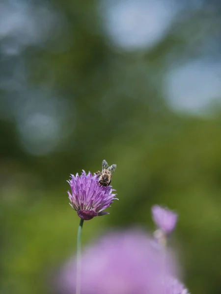 Blommande Gräslök Med Ett Som Sitter Dem — Stockfoto