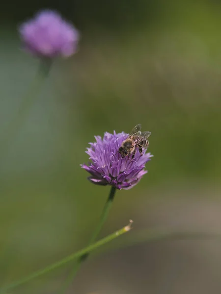 Blühender Schnittlauch Auf Dem Eine Biene Sitzt — Stockfoto