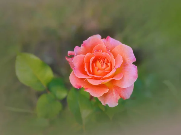 Rosa Una Sola Flor Albaricoque Jardín Prado —  Fotos de Stock