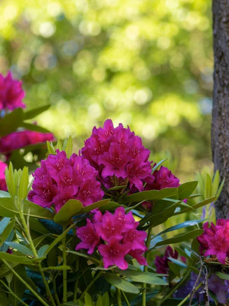 Krásná Šeříková Tmavě Červená Rododendron Kvetoucí Parku Měkké Světlo — Stock fotografie