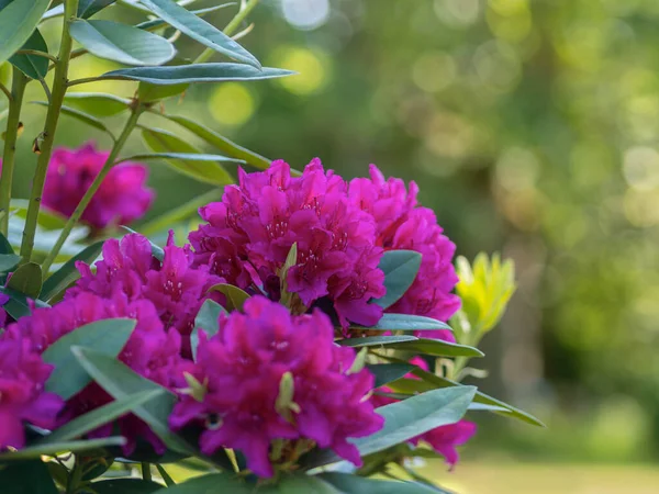 Krásná Šeříková Tmavě Červená Rododendron Kvetoucí Parku Měkké Světlo — Stock fotografie