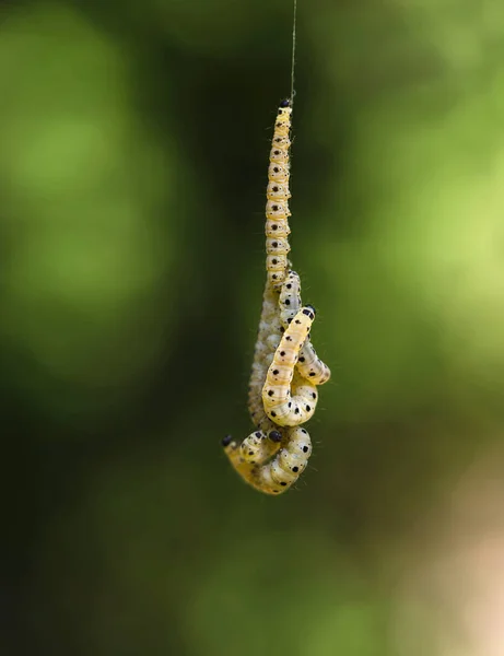 Natur Juni Spinnenmottenraupen Hängen Faden — Stockfoto