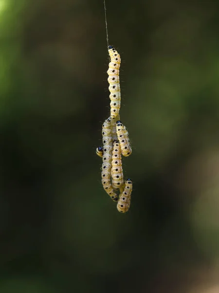 Natur Juni Spindelfjärilslarver Hängande Tråd — Stockfoto