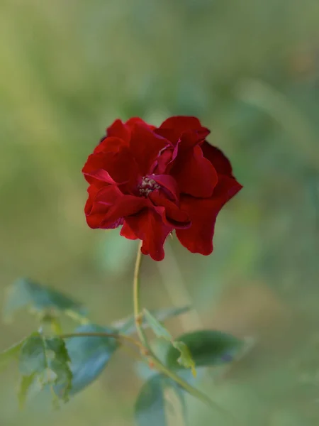 Les Roses Fleurissent Dans Jardin Rouge Foncé Rose — Photo
