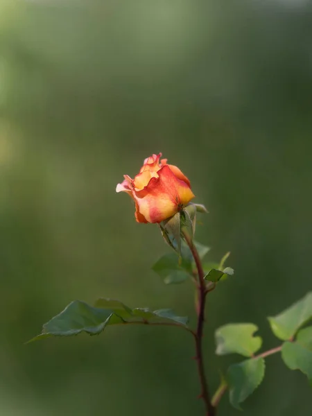Las Rosas Están Floreciendo Jardín Albaricoque Rosa —  Fotos de Stock