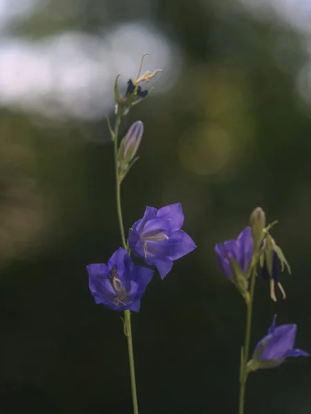 Jardín Bluebell Florece Azul Contra Bokeh Suave — Foto de Stock