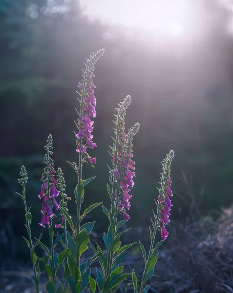 Beautiful Evening Light Lupins Forest Soft Backlight — Stock Photo, Image