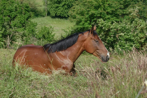 Doca Cavalo Com Descansando Belos Cavalos Pasto — Fotografia de Stock