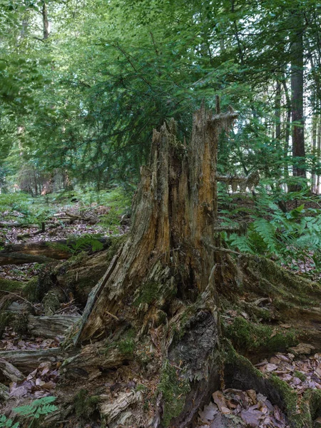 Passeio Matinal Floresta Velhos Tocos Árvore Intemperizados Primeiro Plano Marburg — Fotografia de Stock