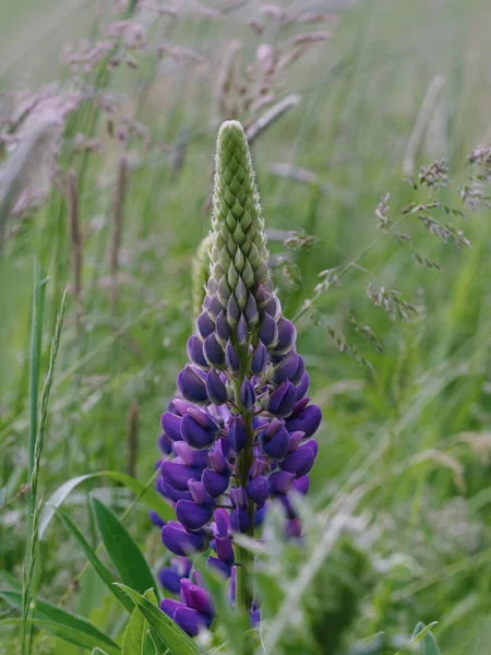 Lupins Bloom Edge Field Meadow — Stock Photo, Image
