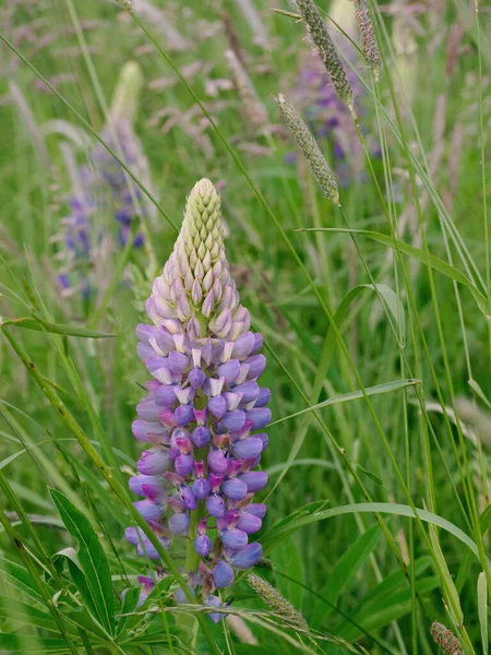 Lupins Bloom Edge Field Meadow — Stock Photo, Image