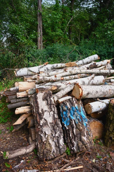 폭풍이 지나간 쓰러진 자작나무 — 스톡 사진
