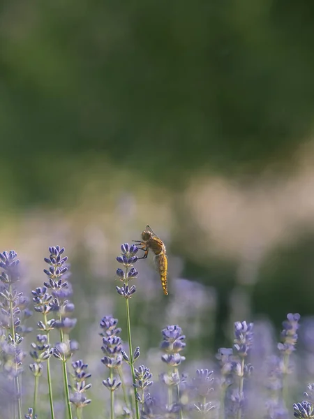 Eine Große Libelle Sitzt Auf Dem Blühenden Lavendel — Stockfoto