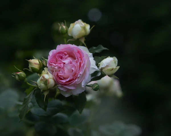 Blomningstid Vackraste Park Rosor Alla Rger — Stockfoto