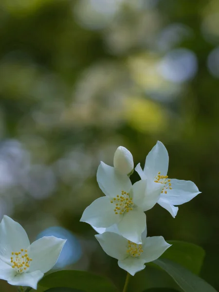 Kleine Zarte Weiße Blüten Deutzia Strauch Mit Licht Und Schatten — Stockfoto