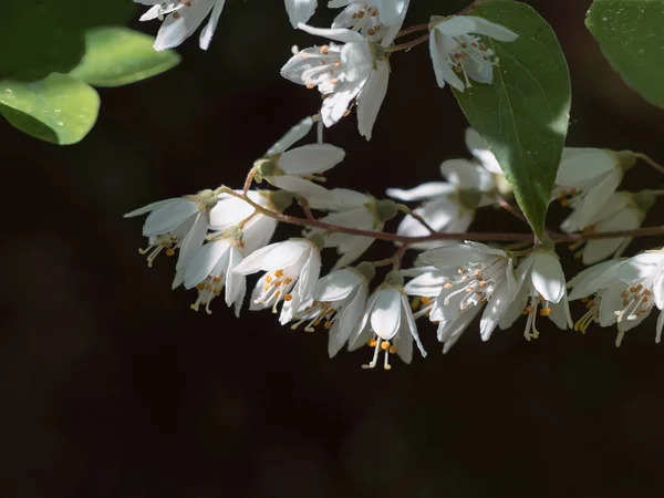 Małe Delikatne Białe Kwiaty Krzewie Deutzia Światłem Cieniem — Zdjęcie stockowe