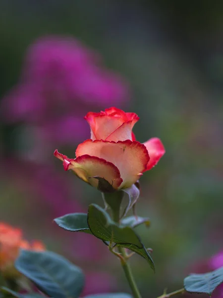 Den Bästa Tiden För Rosor Blommar Juli — Stockfoto