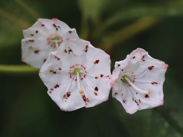 Fleurs Rares Rhododendron Comme Faites Porcelaine — Photo