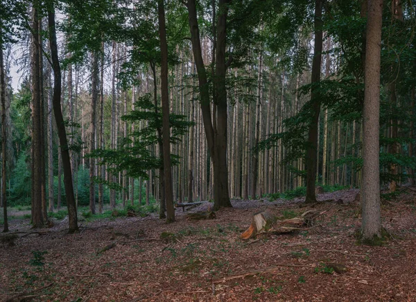 Evening Mood Forest Spruces Beeches Marburg — Stock Photo, Image