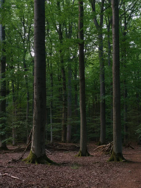 Wieczorny Nastrój Lesie Świerkach Bukach Marburgu — Zdjęcie stockowe