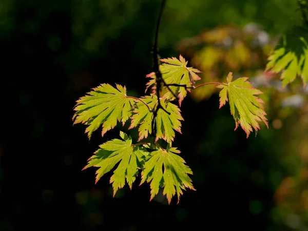 Цветные Листья Темном Фоне Японский Клен Поля — стоковое фото