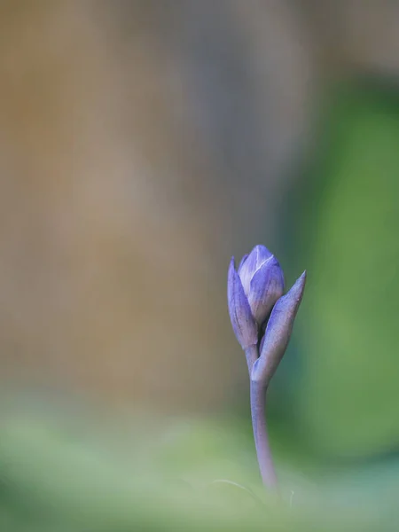 Bonito Pequeno Botão Flor Finamente Desenhado Fechado Hosta Hosta Perene — Fotografia de Stock