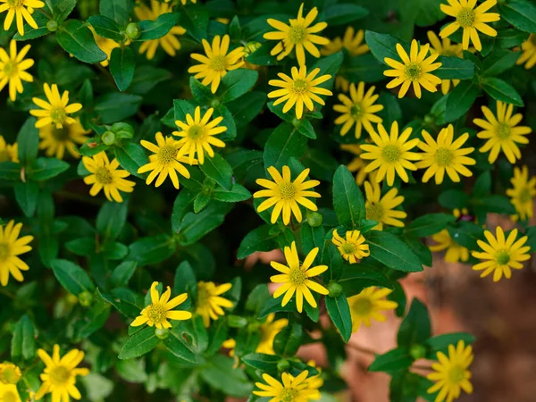 多数の小さな黄色の花多年草 — ストック写真