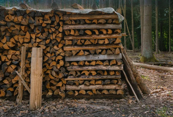 森の中にはスプルース マツの薪が積もっている — ストック写真
