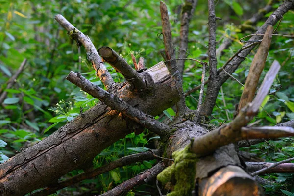Morgens Wald Weiches Warmes Licht Baumstamm Überwuchert Mit Moos — Stockfoto