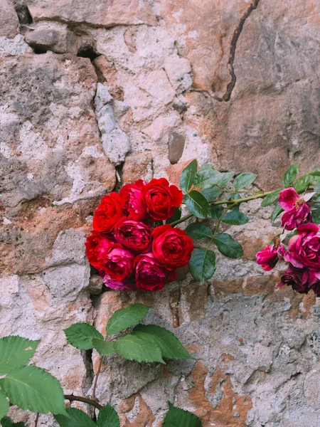 Schöne Dunkelrote Rose Auf Dem Busch Vor Einer Alten Mauer — Stockfoto