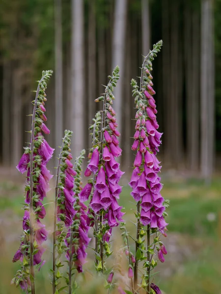 Clareira Florestal Junho Flores Luvas Raposa Vermelhas Digitalis Purpurea — Fotografia de Stock