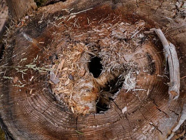 Floresta Supervisão Toco Árvore Cova Para Dormouse — Fotografia de Stock