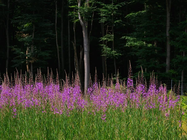 Florecimiento Gran Área Claro Bosque Con Leña Epilobium —  Fotos de Stock