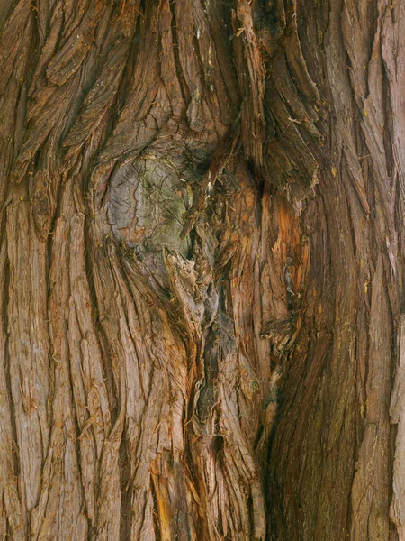 Крепкий Ствол Отличительной Корой Дерева Жизни Туи Вид Крупным Планом — стоковое фото