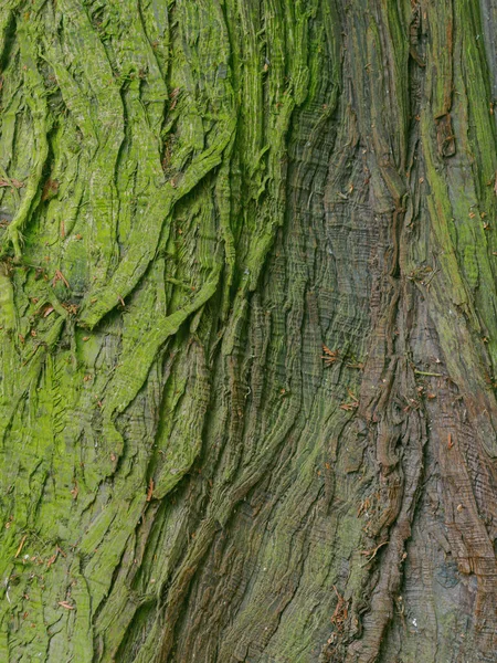 Крепкий Ствол Отличительной Корой Дерева Жизни Туи Вид Крупным Планом — стоковое фото