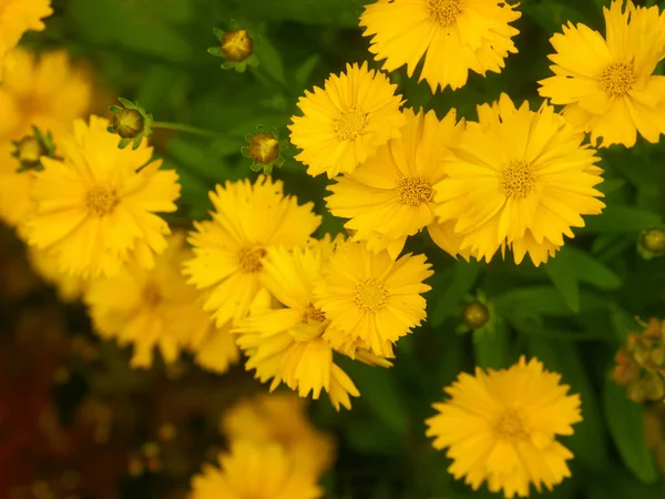 Hermosas Flores Color Amarillo Brillante Coreopsis Perenne — Foto de Stock