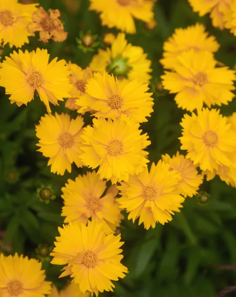 Vackra Ljusa Gula Blommor Coreopsis Perenn — Stockfoto