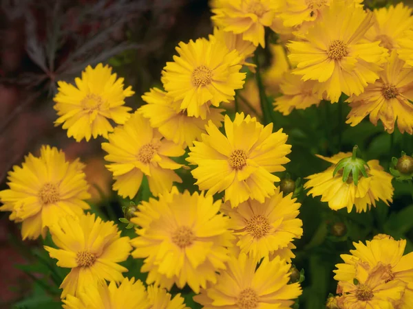Vackra Ljusa Gula Blommor Coreopsis Perenn — Stockfoto