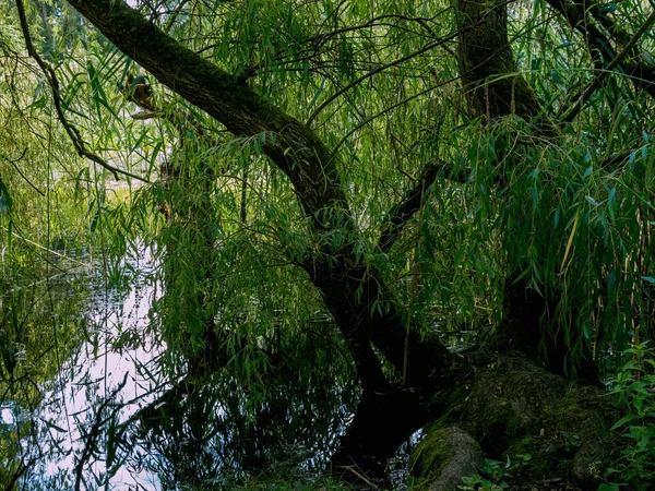 马尔堡和德拉恩站在池塘边哭泣的柳树旁 在老僵尸岛上 — 图库照片