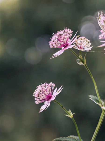 Marburg Der Lahn Bloeiende Delicate Kleine Vaste Plant Bloemen — Stockfoto